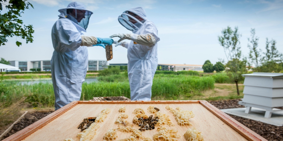 Bee Apiary at the home é o nome da iniciativa para a proteção das abelhas implementada pela Rolls-Royce na fábrica britânica em Goodwood, West Sussex © Rolls Royce