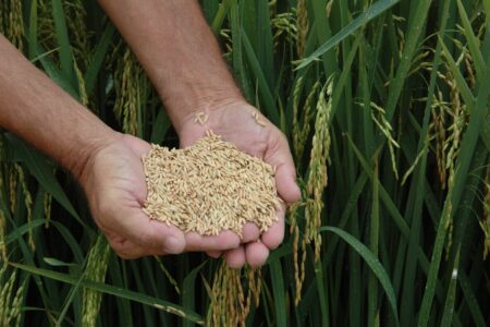 Urbano realiza a 8ª abertura da Colheita de Arroz de Santa Catarina _ Foto Aires Mariga (Epagri)