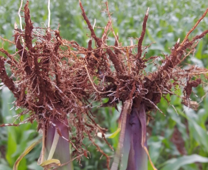 Avaliação de sistema radicular de milho em experimento de campo