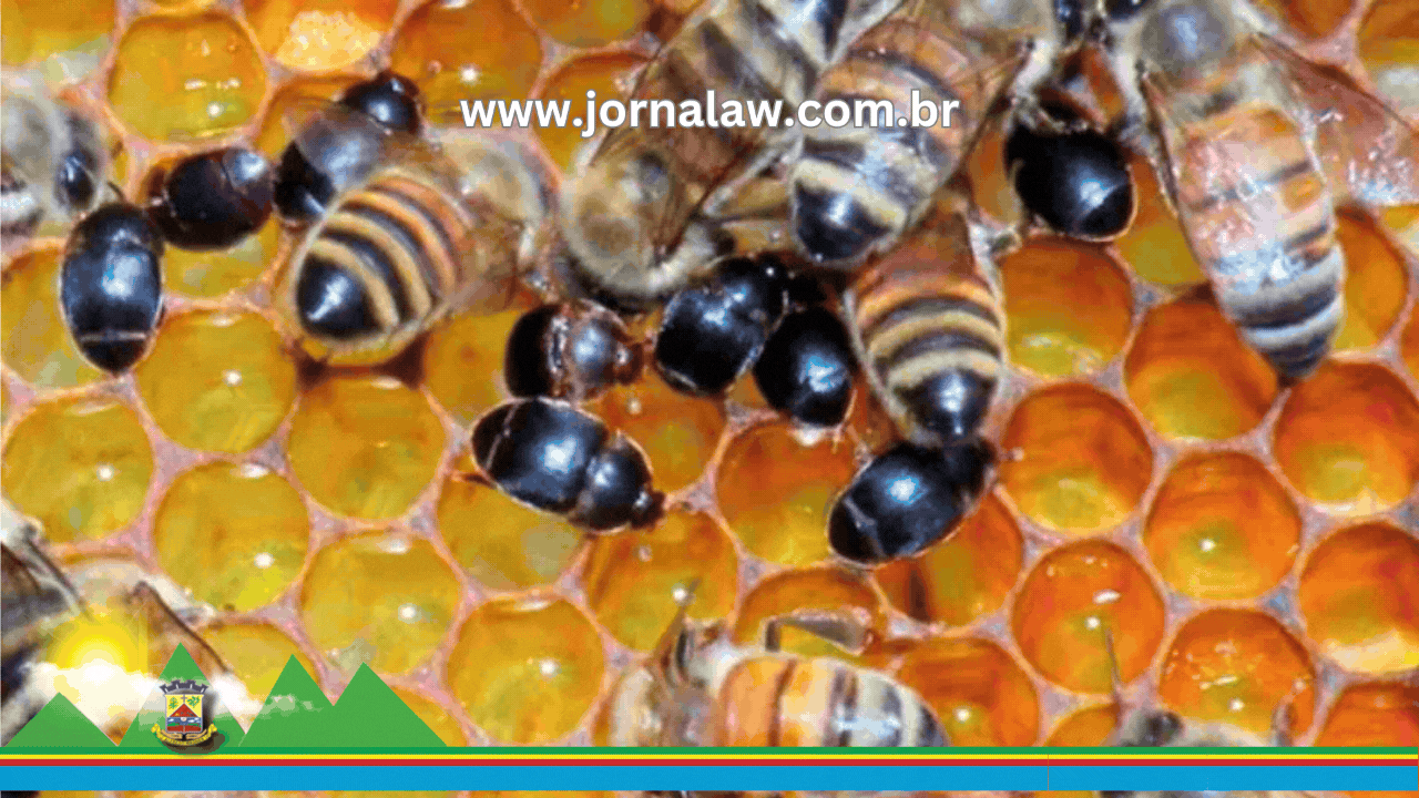 Infestação de Pequeno Besouro das Colmeias em Mato Grosso alerta apicultores de todo o Brasil