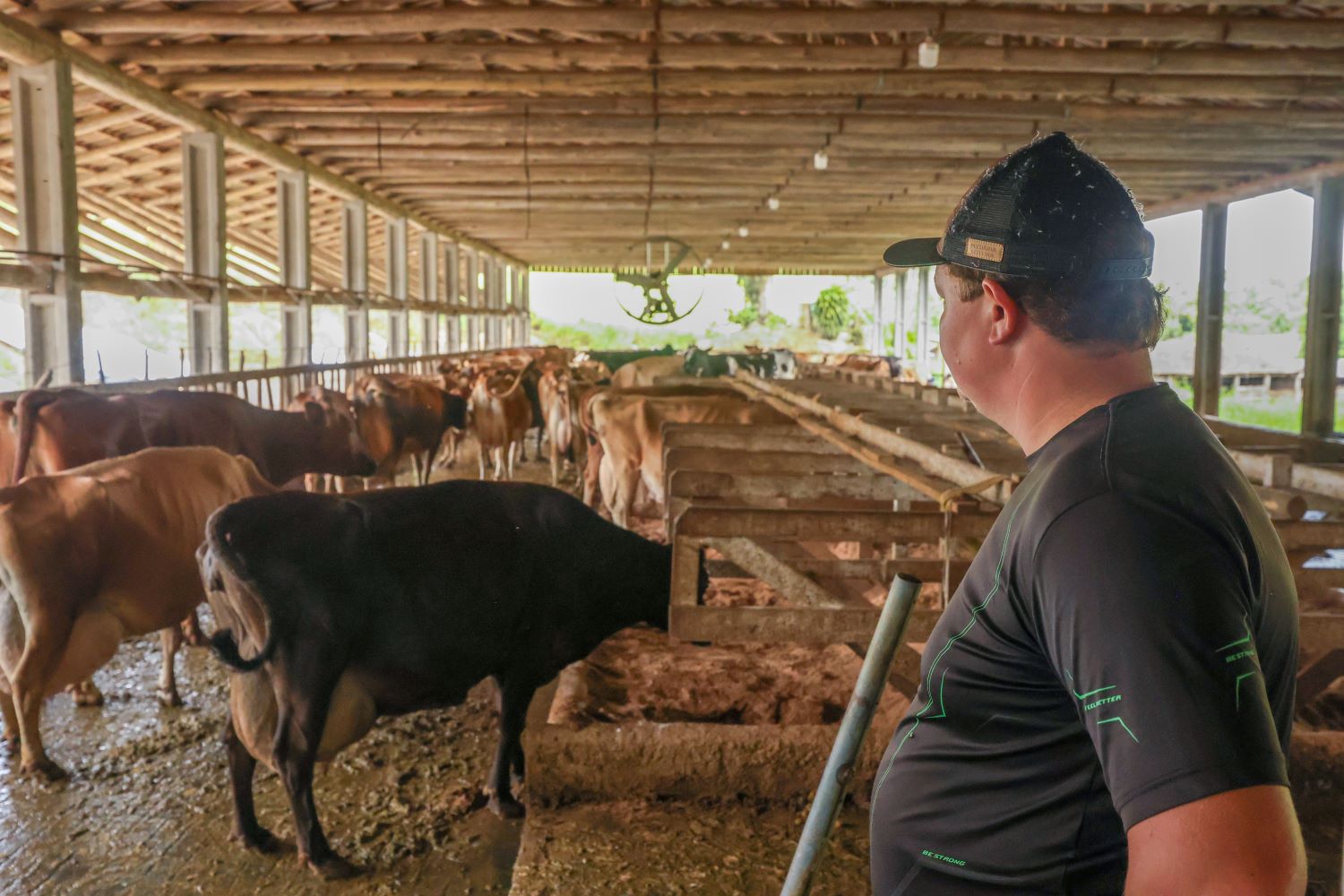 pecuriarista olhando vacas leiteiras no estabulo